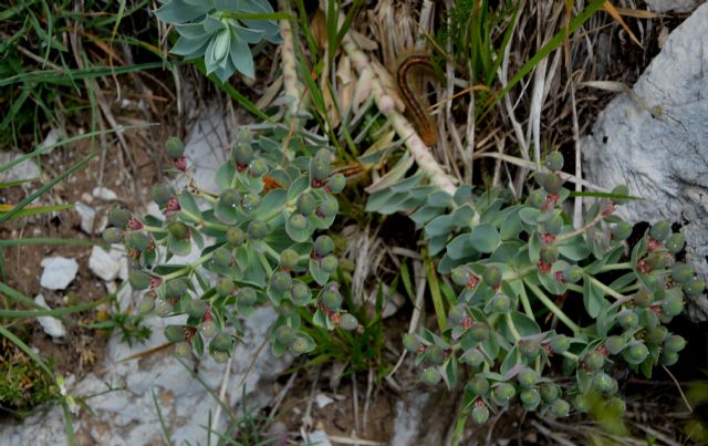 Euphorbia myrsinites / Euforbia mirsinite